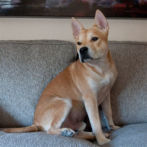 Shiba Inu/Terrier Mix - @lordbodie | Terrier mix, Shiba inu, Labrador retriever