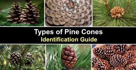 Types of Pine Cones: Large, Small, Giant, and More (with Pictures ...