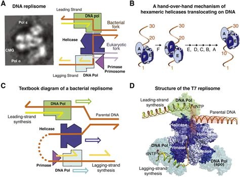 Diagrams of DNA replisomes. (A) Low-resolution cryoEM reconstitution of... | Download Scientific ...