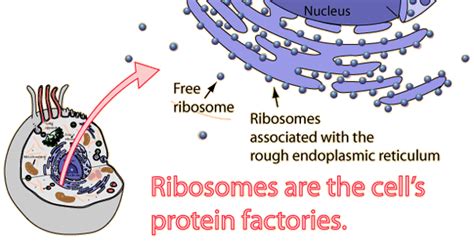 Cytoplasm - Abbey's Site