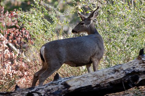 How To Spot Wildlife in Yosemite – Yosemite National Park Trip Ideas ...