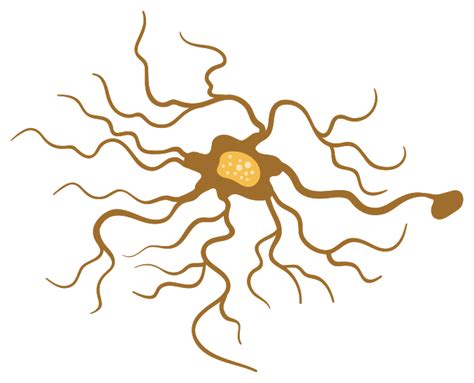 Neuron Nervous System Brain Neuron Transparent Background Png Clipart ...