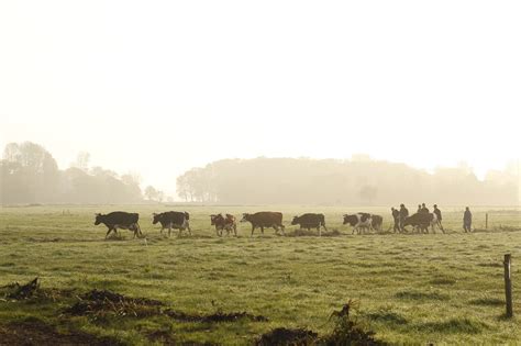 Dutch Farm Cows - Free photo on Pixabay - Pixabay