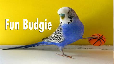 Budgie playing Budgie Sounds - YouTube