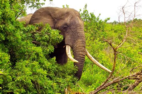 Biggest Elephant: Biggest Elephant Ever Spotted in Africa - Image