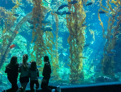 Guide to Birch Aquarium San Diego - La Jolla Mom