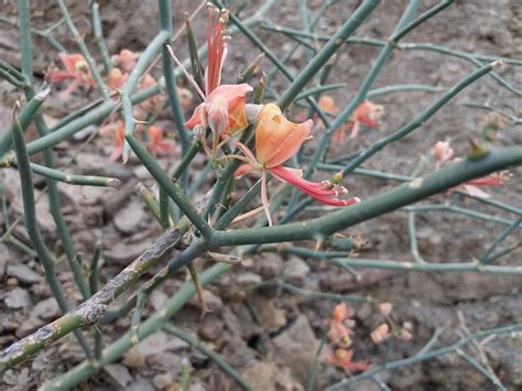 Capparis decidua - Forestrypedia