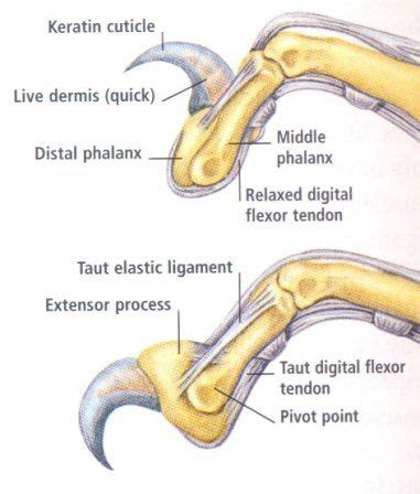 Feline Anatomy Retractable Claws Lion Anatomy, Animal Anatomy, Vet ...