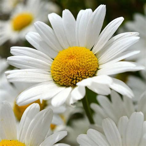 Shasta Daisy Flower Seeds USA Garden Perennial Susan - Etsy