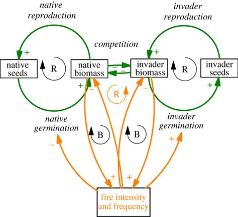 A causal loop diagram showing balancing and reinforcing loops... | Download Scientific Diagram