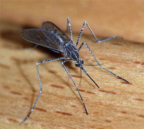 File:Mosquito 2007-2.jpg - Wikipedia