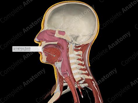 Genioglossus Muscle | Complete Anatomy