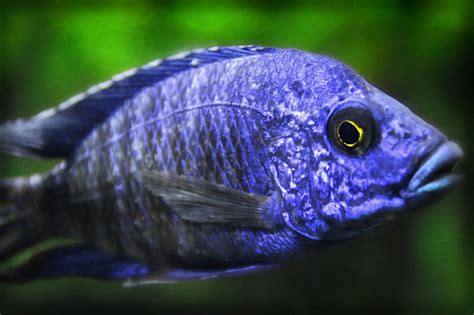 Electric Blue Cichlid | Electric blue cichlid, Fish pet, Fish tank