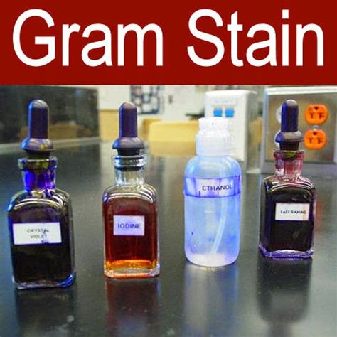 Medical Laboratory and Biomedical Science: Gram Stain Procedure