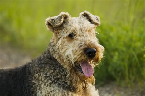 Airedale Terrier Dog Breed Information & Characteristics