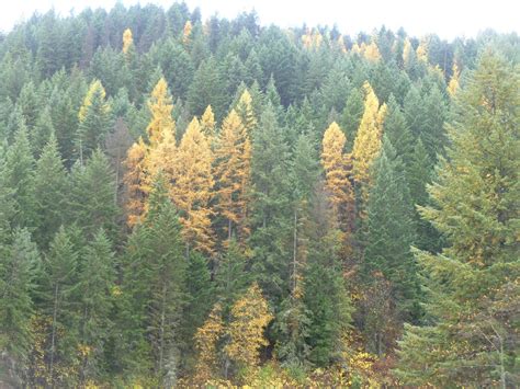 Rural Revolution: Pretty larches