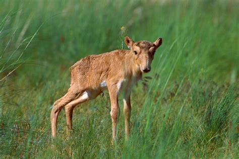 Baby Saiga Antelope