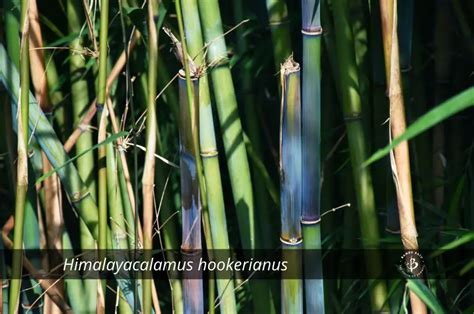 Bamboo Species Identification: A gallery of grasses - Bambu Batu