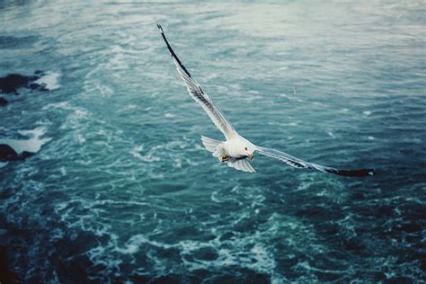 Seagull Bird Flying Over Sea by D3sign