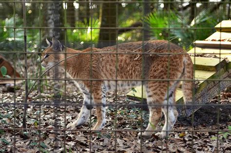 Serval/Caracal Hybrid | Charles Barilleaux | Flickr