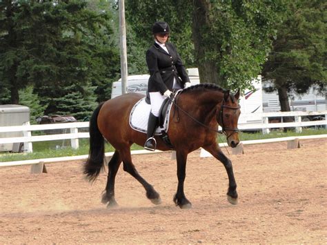 Horse Properties & Horse Keeping in Minnesota: Dressage & Eventing horse shows this weekend!