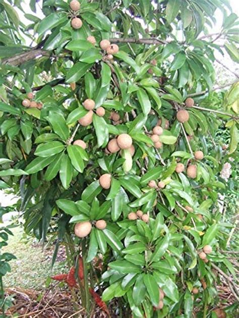 Creative Farmer Live Fruit Plant Sapota Chiku (Sapodilla) Naseberry ...