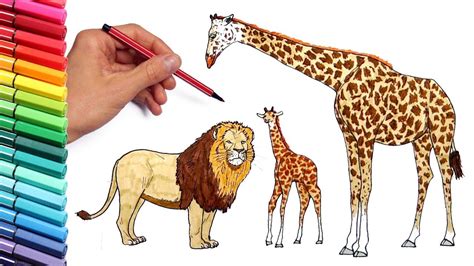 Giraffe Drawing Images With Colour Here are 12 easy steps to draw a giraffe