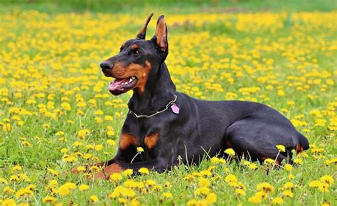 Doberman Ear Cropping: Is It Necessary? (Pros & Cons) | Pet Keen