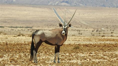 Brown and Black Antelope on Desert · Free Stock Photo