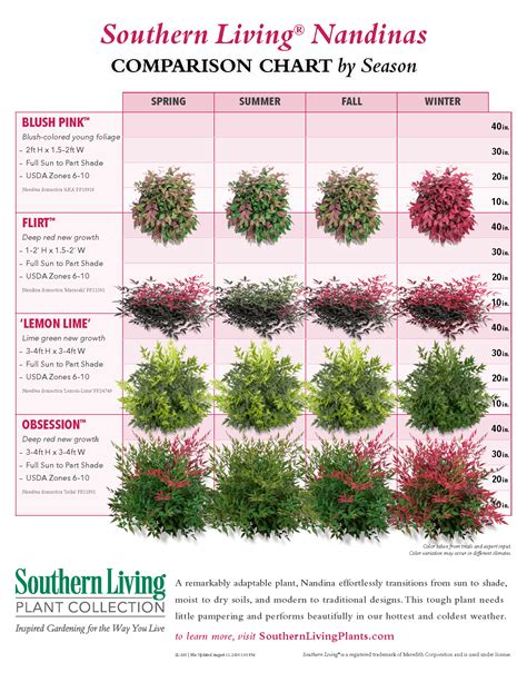 Nandina Varieties Chart