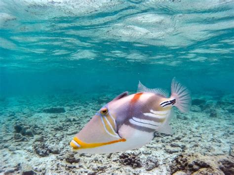 Maldives Snorkeling - The Unbelievable Underwater World