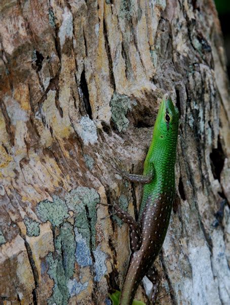 Philippine Spotted Green Tree Skink | Project Noah