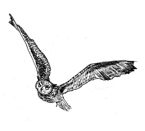 Flying Owl Sketch at PaintingValley.com | Explore collection of Flying ...