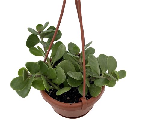 Trailing Jade Plant - Senecio jacobsenii - 4" Mini Hanging Basket - Walmart.com