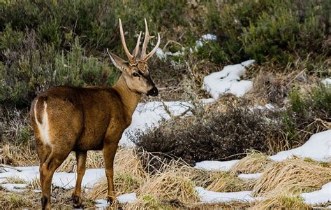 Disease Found in Huemul Deer - Conservation Articles & Blogs - CJ