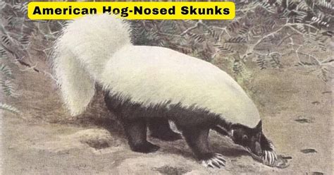 American Hog-Nosed Skunk: A Fascinating Nocturnal Forager