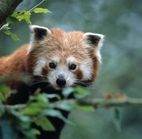 Die Größten Tiere Der Welt : Superlative Tierwelt: Die schnellsten ...