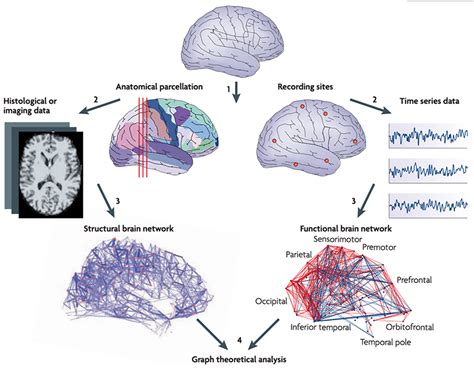 Using fundamental graph theory analysis to deconstruct the human brain ...