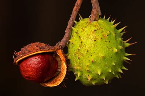 Can You Eat A Buckeye Nut? Here's The Answer You Need To Know