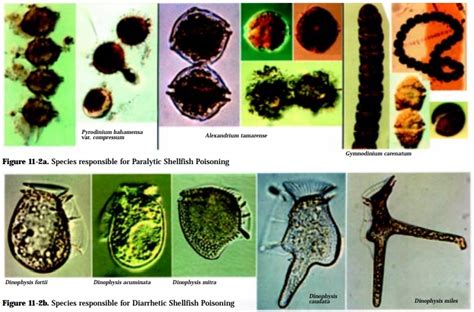 Types of harmful and toxic algal blooms - Health Management in Aquaculture