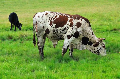 NGUNI BULL (b) - OutdoorPhoto Gallery | Nguni cattle, Nguni, Nguni cows