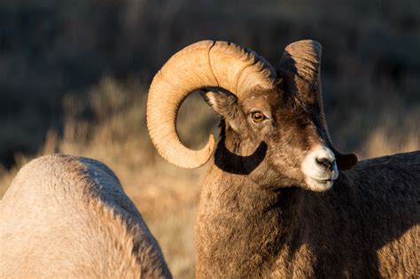 Bighorn Sheep Free Stock Photo - Public Domain Pictures