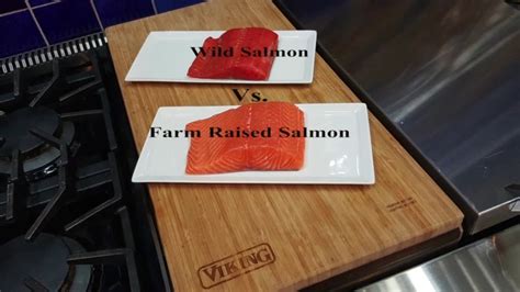 Wild Caught Salmon vs Farm Raised Salmon | The Independent Lifestyle