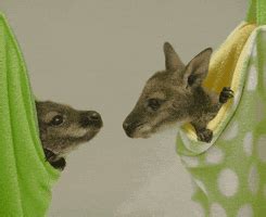 Peek A Boo GIFs - Find & Share on GIPHY