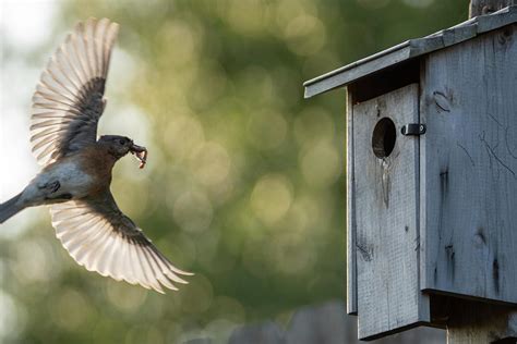 Bluebird Feeding Photograph by Angie Touchstone - Fine Art America