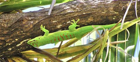 Models say this African gecko shouldn’t survive in Florida—so why does it? - The Wildlife Society