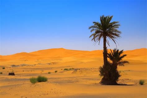 Palm tree on Sahara desert — Stock Photo © yoka66 #2182581