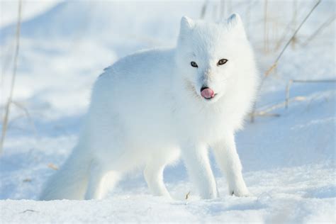 pets, arctic, mouth open, animals in the wild, animal, animal wildlife ...
