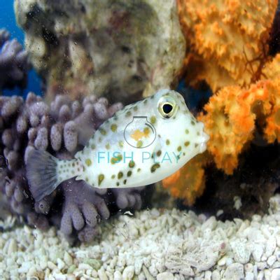 Common Boxfish 2 cm - FishPlay