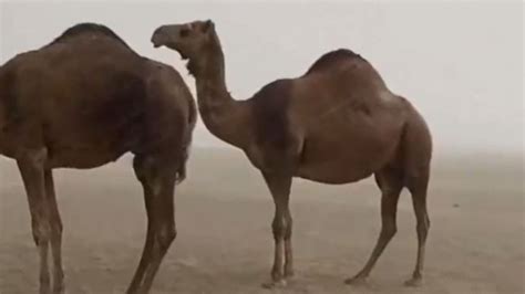 Saudi Arabia: Camels drenched by rare heavy rain in Saudi Arabia | Sky News